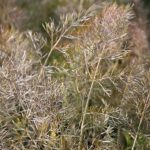 Bronze Fennel - Image 3