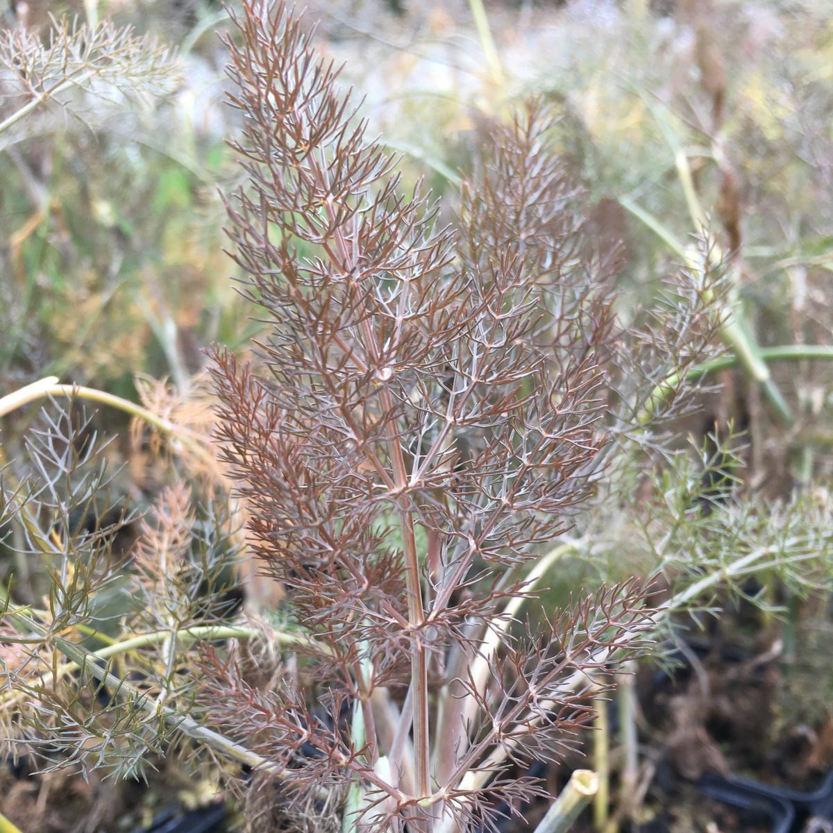 Bronze Fennel - Image 2