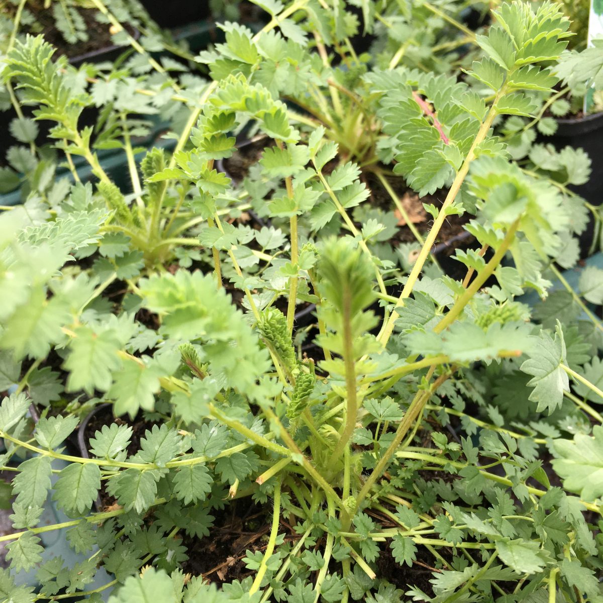 Burnet - Image 2