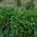 Burnet