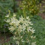 Camassia caerulea Alba