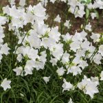 Campanula pers. alba