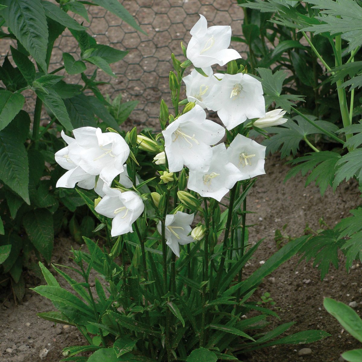 Campanula pers. alba - Image 2