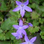 Campanula posch. Stella