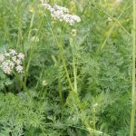 Caraway - Image 2