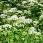 Caraway