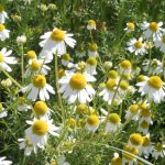 Chamomile