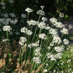 Chives Garlic