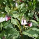 Comfrey - Image 2