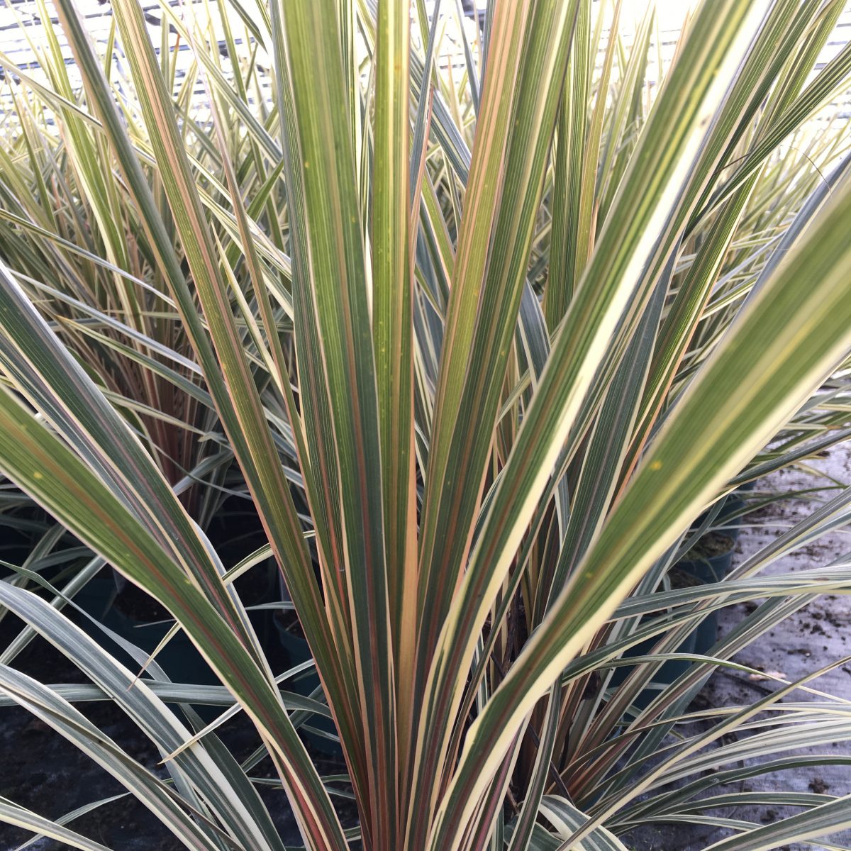 Cordyline australis Torbay Dazzler - Image 2