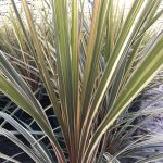 Cordyline australis Torbay Dazzler - Image 2