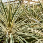 Cordyline australis Torbay Dazzler