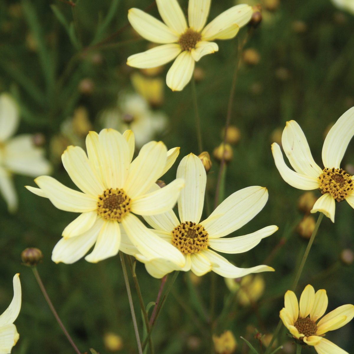 Coreopsis vert. Moonbeam - Image 2