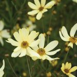 Coreopsis vert. Moonbeam - Image 2