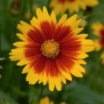 Coreopsis UpTick Gold Bronze - Image 3
