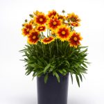 Coreopsis UpTick Gold Bronze - Image 2