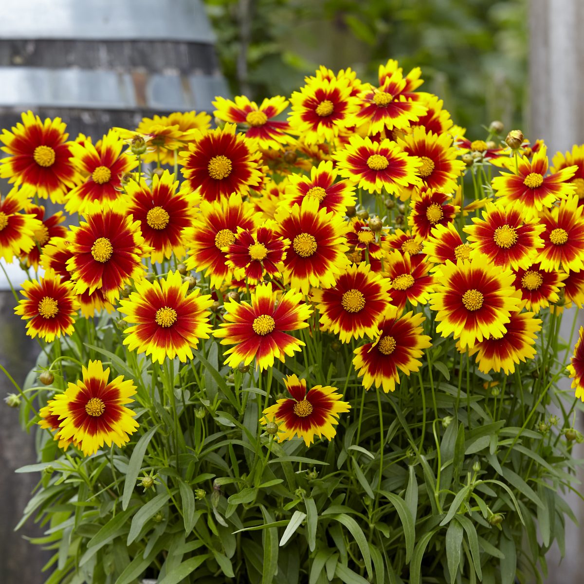 Coreopsis UpTick Gold Bronze - Image 1