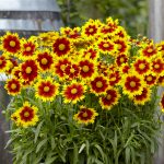 Coreopsis UpTick Gold Bronze