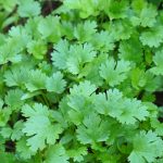 Coriander