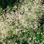 Crambe cordifolia