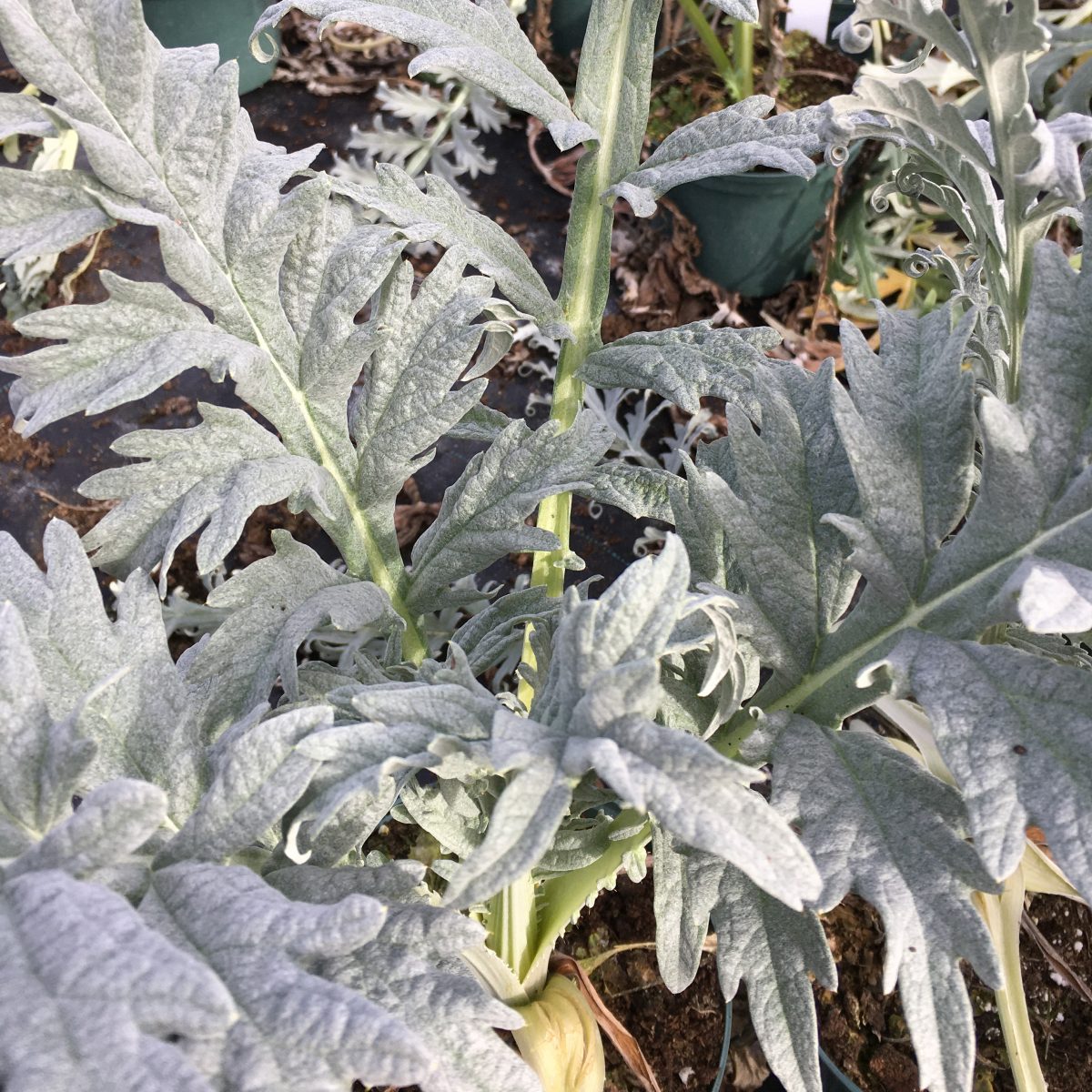 Cynara scolymus - Image 3