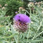 Cynara scolymus - Image 2