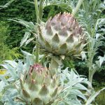 Cynara scolymus