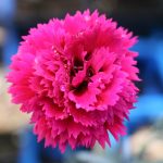 Dianthus Starlette