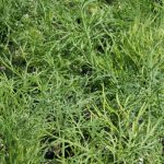 Dill - Image 2