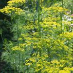 Dill