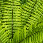 Dryopteris wallichiana