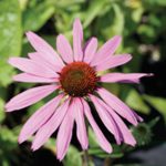 Echinacea purpurea Magnus