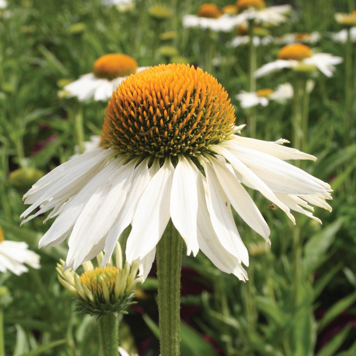 Echinacea White Meditation - Image 2
