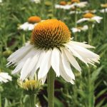 Echinacea White Meditation - Image 2