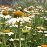 Echinacea White Meditation