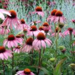 Echinacea purpurea Magnus - Image 2