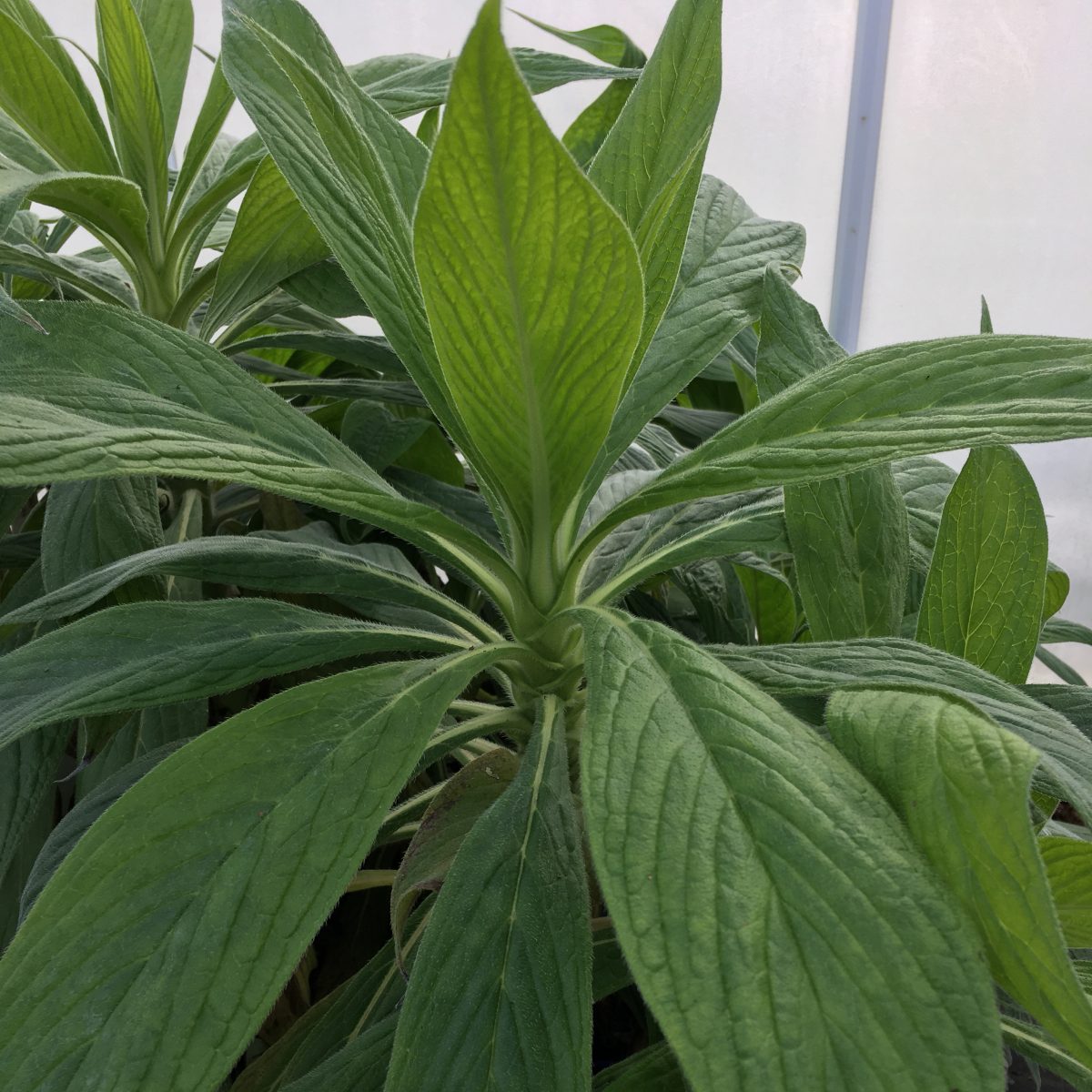 Echium pininana - Image 2