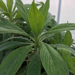 Echium pininana - Image 2