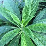 Echium pininana