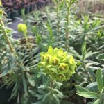 Euphorbia characias subsp. wulfenii - Image 2