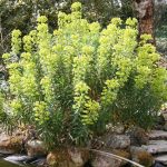 Euphorbia characias subsp. wulfenii - Image 3