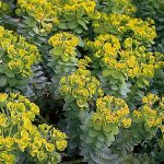 Euphorbia myrsinites