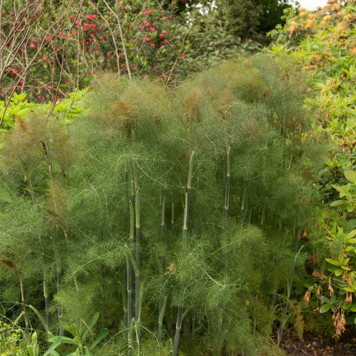 Bronze Fennel