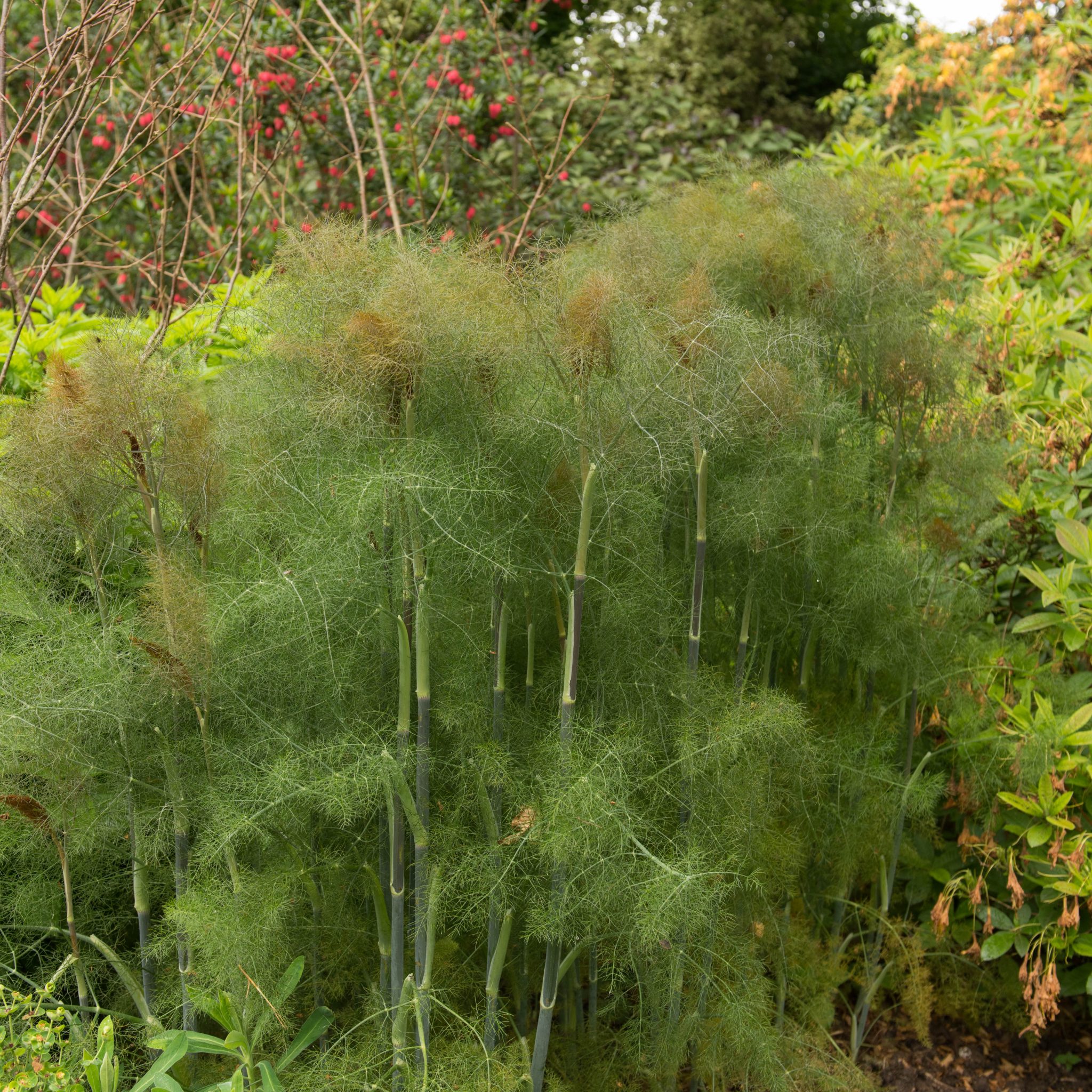 Bronze Fennel
