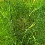 Fennel