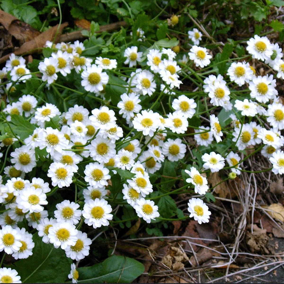 Feverfew - Image 2