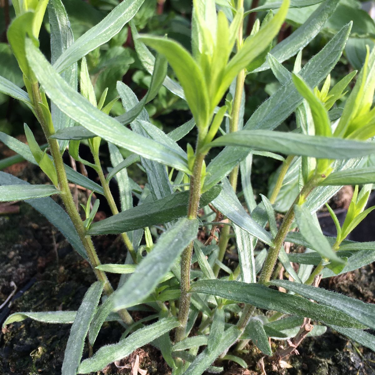 French Tarragon - Image 2