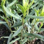 French Tarragon - Image 2