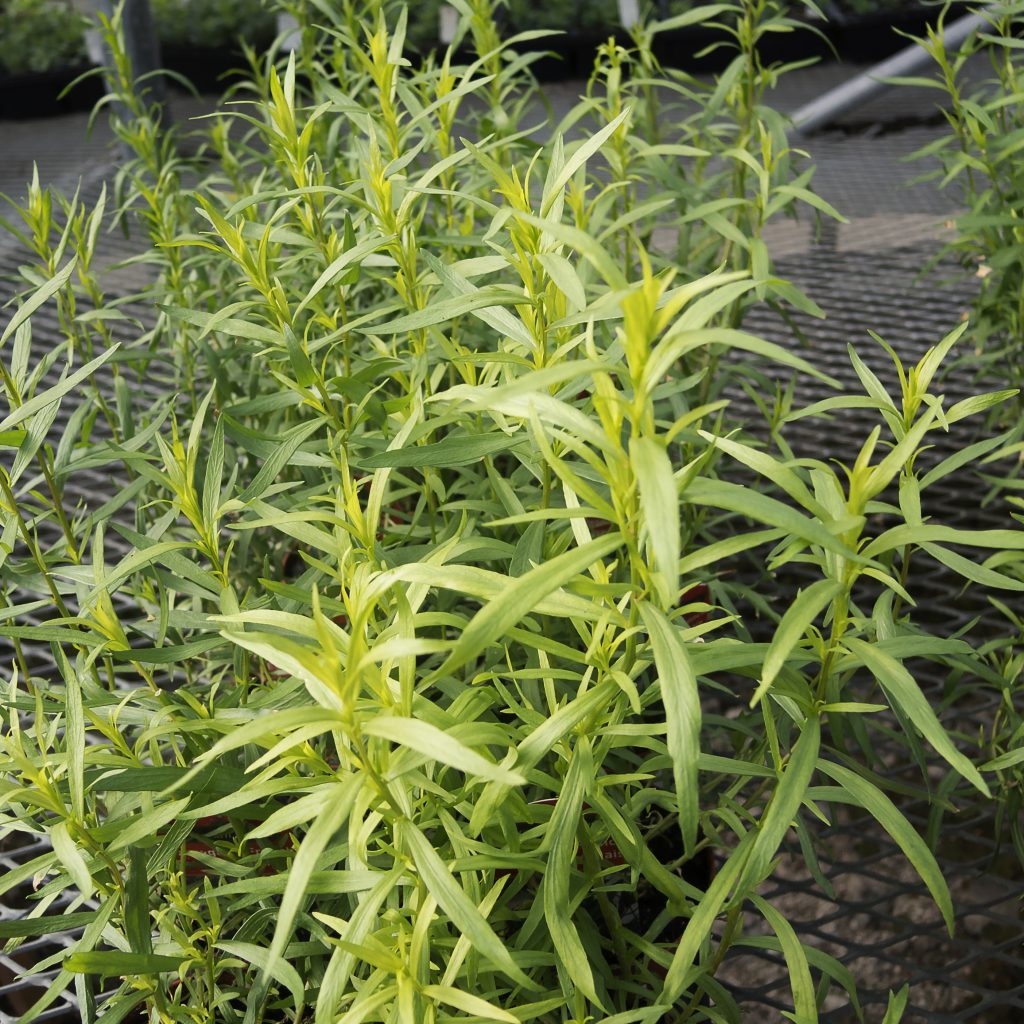French Tarragon