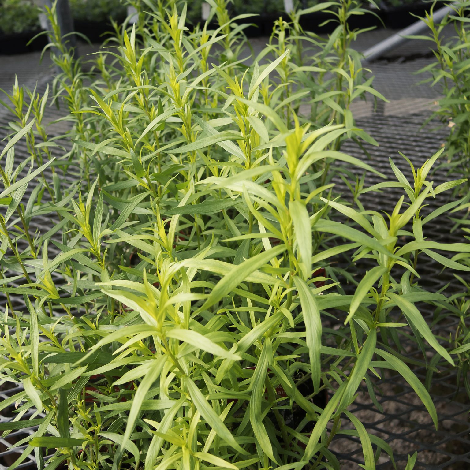French Tarragon